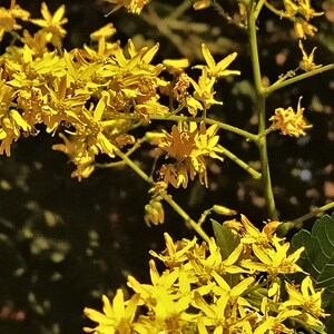 30-60 semillas de árbol de lluvia dorada, Koelreuteria paniculata, orgullo de la India, árbol barnizado, semillas de árbol ornamental con flores imagen 10