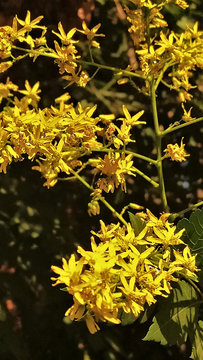 30-60 semillas de árbol de lluvia dorada, Koelreuteria paniculata, orgullo de la India, árbol barnizado, semillas de árbol ornamental con flores imagen 10