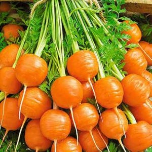 Puede incluir: Un gran manojo de zanahorias redondas de color naranja con hojas verdes vibrantes. Cada zanahoria tiene una forma esf&eacute;rica lisa y una ra&iacute;z delgada y blanca que se extiende desde la base. Las zanahorias est&aacute;n atadas con un cordel en la parte superior.