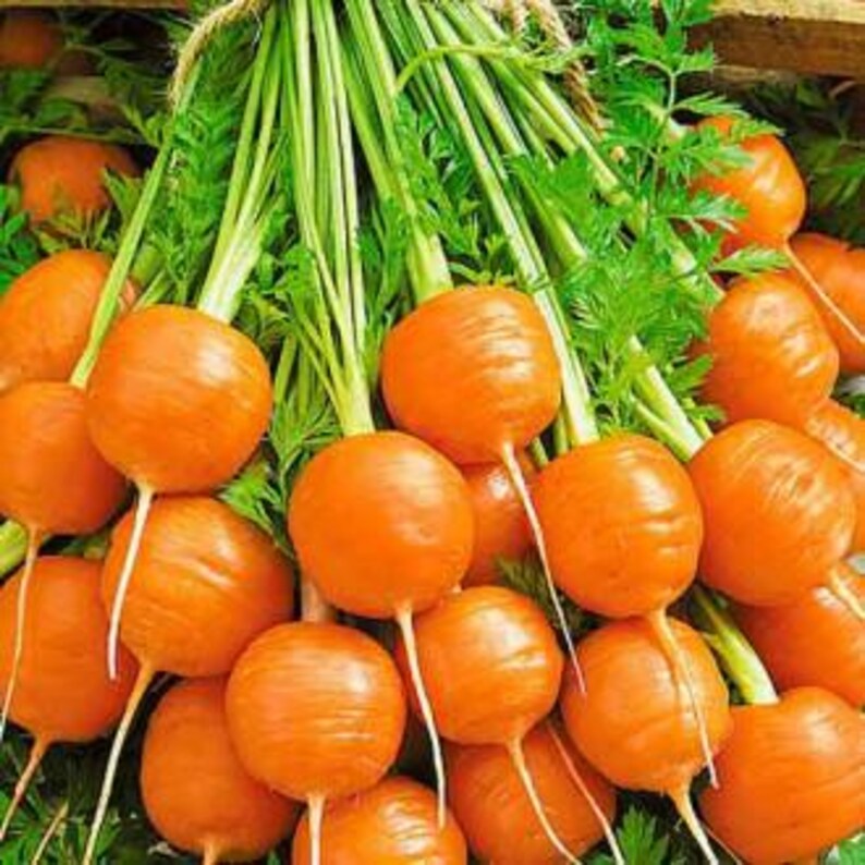 Puede incluir: Un gran manojo de zanahorias redondas de color naranja con hojas verdes vibrantes. Cada zanahoria tiene una forma esf&eacute;rica lisa y una ra&iacute;z delgada y blanca que se extiende desde la base. Las zanahorias est&aacute;n atadas con un cordel en la parte superior.