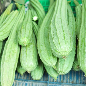 10+ lange groene ribbelpompoenzaden, Luffa acutangula, ribbelpompoen, Indiase groente afbeelding 8
