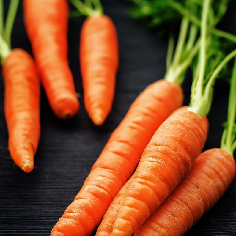 100+ morotsvitaminfrön, Daucus carota, apelsinrotgrönsak bild 8