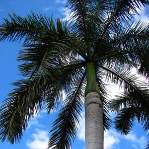 Puede incluir: Una palmera alta con un tronco liso de color gris claro y un capitel de color verde vibrante. Las largas frondas plumosas de color verde oscuro se extienden hacia afuera en un patr&oacute;n radial contra un cielo azul brillante con nubes blancas.