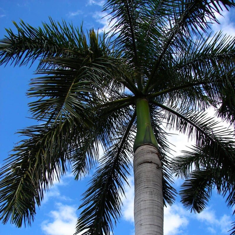Puede incluir: Una palmera alta con un tronco liso de color gris claro y un capitel de color verde vibrante. Las largas frondas plumosas de color verde oscuro se extienden hacia afuera en un patr&oacute;n radial contra un cielo azul brillante con nubes blancas.
