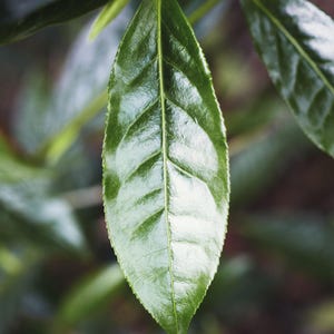 May include: A single, vibrant green tea leaf with a glossy, smooth surface and distinct, light-coloured veins running from the central stem to the finely serrated edges. The leaf is elongated and pointed, showcasing a rich, deep emerald colour.