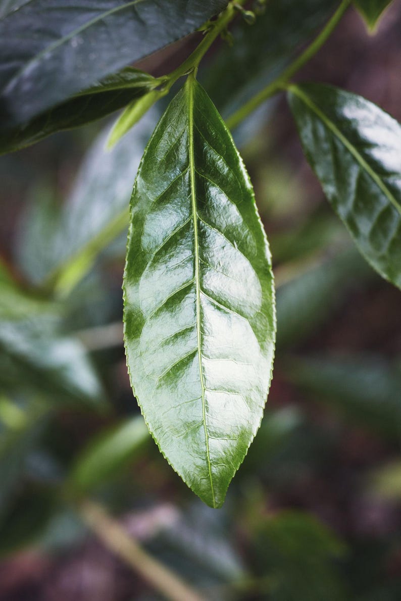 May include: A single, vibrant green tea leaf with a glossy, smooth surface and distinct, light-coloured veins running from the central stem to the finely serrated edges. The leaf is elongated and pointed, showcasing a rich, deep emerald colour.