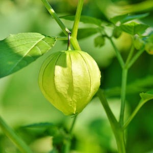 Más de 30 semillas de uchuva, Physalis peruviana, grosella del Cabo, fruto amarillo imagen 7