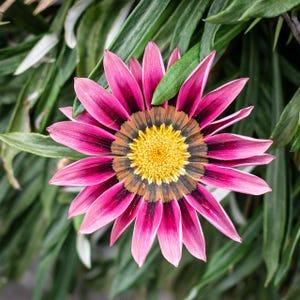 Plus de 100 graines de Gazania (Gazania rigens), marguerite africaine, fleurs aux couleurs mélangées image 7