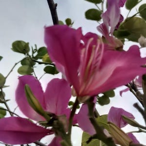 15-30 Purple Orchid Tree Seeds, Bauhinia Purpurea, Kachnar, Butterfly Tree, Camel's Foot, Tropical Flowering Tree Seeds image 3