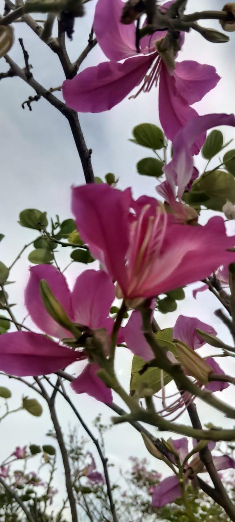 15-30 Purple Orchid Tree Seeds, Bauhinia Purpurea, Kachnar, Butterfly Tree, Camel's Foot, Tropical Flowering Tree Seeds image 3