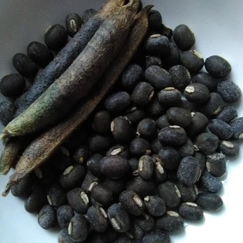 100-300 semillas de frijol mungo negro, Vigna radiata, Kali Mung, germinadas imagen 5