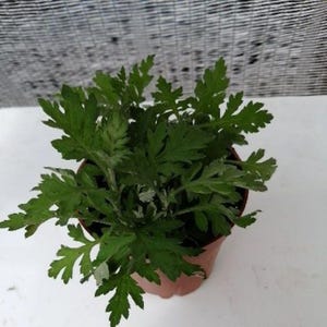 Más de 50 semillas de artemisa china, Artemisia argyi, hierba aromática Ai Ye. imagen 4
