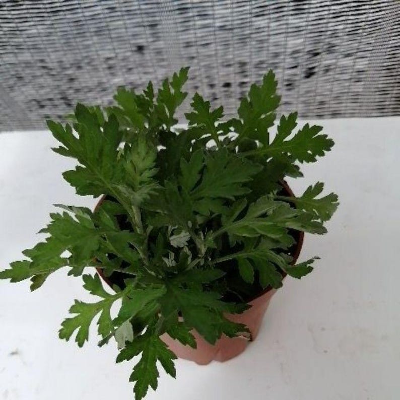 Más de 50 semillas de artemisa china, Artemisia argyi, hierba aromática Ai Ye. imagen 4