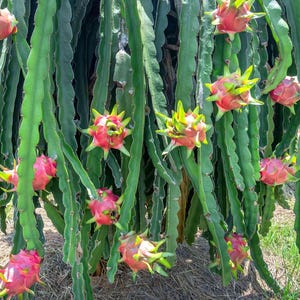 May include: A cluster of vibrant pink dragon fruits with green scales hanging from long, segmented green cactus stems. The fruits are oval-shaped with pointed, leaf-like protrusions, suspended among the thick, succulent, and ridged green vines.