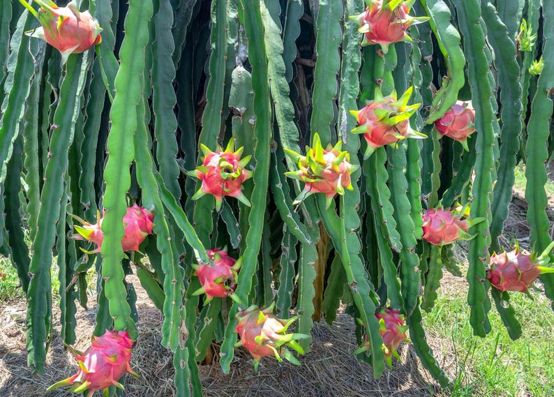 May include: A cluster of vibrant pink dragon fruits with green scales hanging from long, segmented green cactus stems. The fruits are oval-shaped with pointed, leaf-like protrusions, suspended among the thick, succulent, and ridged green vines.