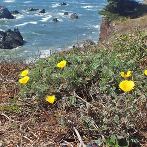 100+ Eschscholzia Mix Seeds, California Poppy, Eschscholzia Californica, Mixed Color Poppy Flowers, Easy Annual Garden Flowers image 8