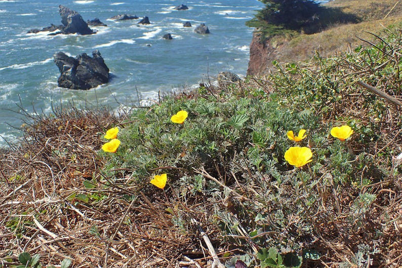 100+ Eschscholzia Mix Seeds, California Poppy, Eschscholzia Californica, Mixed Color Poppy Flowers, Easy Annual Garden Flowers image 8