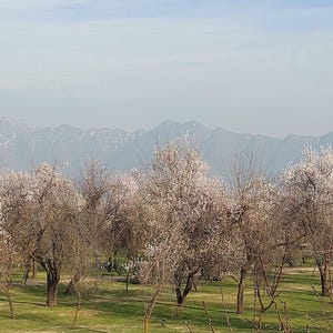 以下が含まれることがあります： 白い花や淡いピンクの花が満開の木々が並ぶ風景。木々は緑の芝生の上に点在しており、背景には空の下に霞んだ水色の山々が連なっている様子が写し出されています。