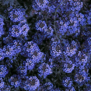 Pode incluir: Um denso aglomerado de pequenas flores de quatro p&eacute;talas em tons de violeta profundo e azul royal. Cada min&uacute;scula flor apresenta um centro branco suave ou amarelo p&aacute;lido, criando uma apar&ecirc;ncia texturizada semelhante a um tapete no quadro.