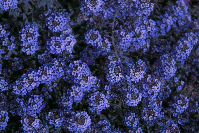 Pode incluir: Um denso aglomerado de pequenas flores de quatro p&eacute;talas em tons de violeta profundo e azul royal. Cada min&uacute;scula flor apresenta um centro branco suave ou amarelo p&aacute;lido, criando uma apar&ecirc;ncia texturizada semelhante a um tapete no quadro.