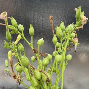 50-300 gele bladeren, 36 tabakszaden, Nicotiana tabacum afbeelding 7