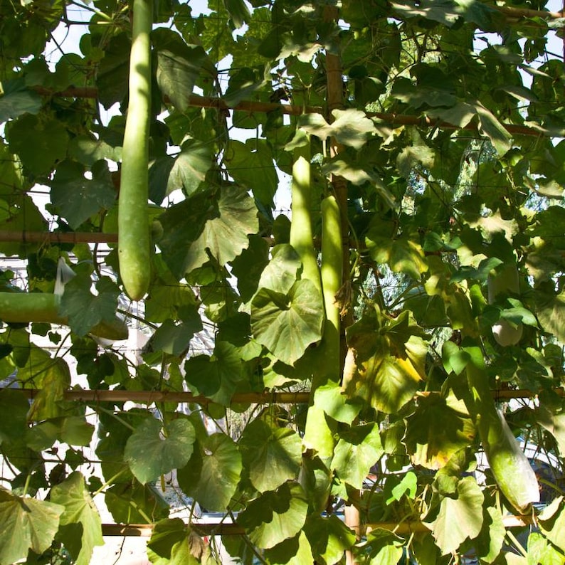 Más de 100 semillas de berenjena larga verde, Solanum melongena, berenjena larga verde, berenjena india imagen 4