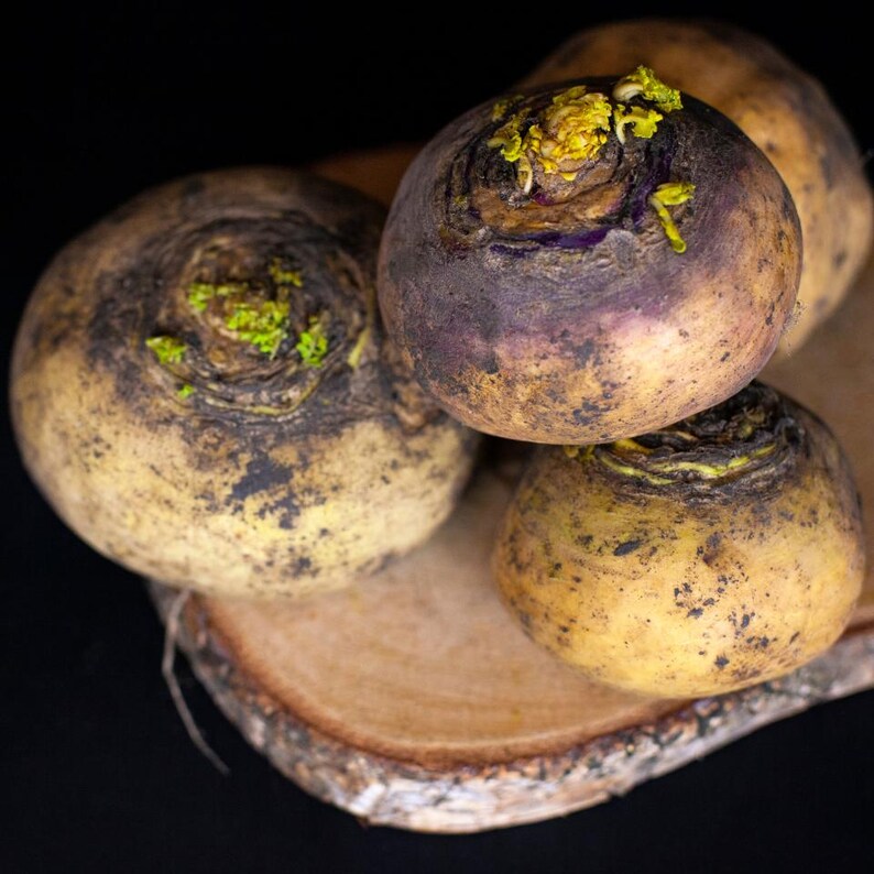 Über 100 Samen der Russischen Goldrübe (Brassica rapa, Petrovsky-Wurzelgemüse). Bild 2