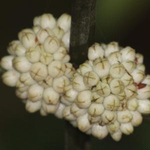 Oldenlandia Frön – Sällsynt Botanisk Vildblomma, Stjärnliknande Blommor (20-50 Styck) bild 1