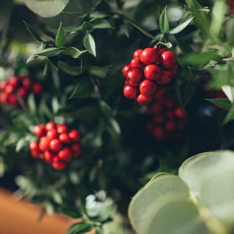 30-100 nasion żurawiny, Vaccinium macrocarpon, żurawina amerykańska, roślina o czerwonych jagodach zdjęcie 3