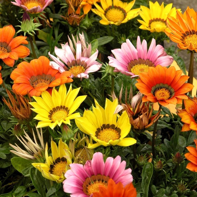 Peut inclure: Une collection vibrante de fleurs de Gazania en pleine floraison, pr&eacute;sentant un m&eacute;lange de p&eacute;tales jaune vif, orange profond et rose tendre. Chaque fleur affiche un anneau sombre distinct autour du disque central jaune, entour&eacute; de feuillage vert.