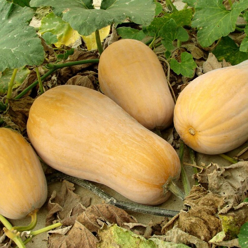 10-25 pestek dyni piżmowej, dyni piżmowej, dyń, tykw i melonów zdjęcie 9