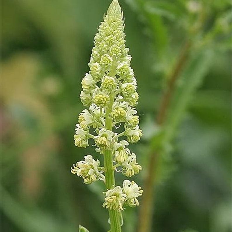 May include: A tall, conical flower spike featuring numerous small, pale yellow-green blossoms arranged densely along a central green stem. The individual florets are delicate and clustered, transitioning from tightly packed buds at the top to more open, ruffled petals toward the base of the stalk.