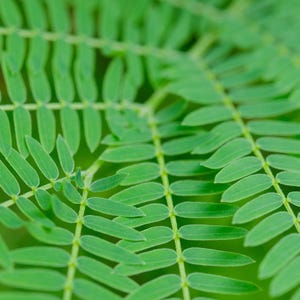 Pu&ograve; includere: Una foglia di felce verde brillante caratterizzata da una struttura pennata con numerose piccole foglioline ovali disposte simmetricamente lungo un fusto centrale. Il fogliame presenta un colore verde fresco con venature visibili.