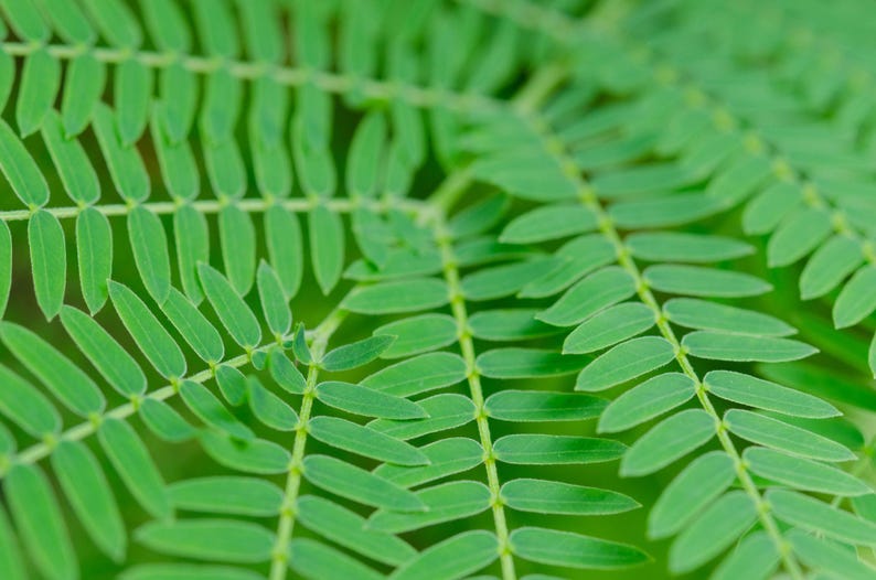 Pu&ograve; includere: Una foglia di felce verde brillante caratterizzata da una struttura pennata con numerose piccole foglioline ovali disposte simmetricamente lungo un fusto centrale. Il fogliame presenta un colore verde fresco con venature visibili.