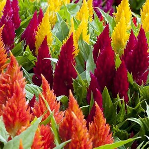 100+ Celosia Plumosa Mieszanych Kolorowych Nasion, Celosia Argentea, Celozja Pióropuszowa zdjęcie 4