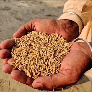 Pu&ograve; includere: Una grande manciata di chicchi di riso grezzi, non decorticati e di colore marrone dorato, tenuti in palmi a coppa. I singoli chicchi sono allungati, ruvidi e conservano i loro gusci naturali, mostrando un colore marrone chiaro.