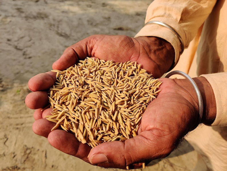Pu&ograve; includere: Una grande manciata di chicchi di riso grezzi, non decorticati e di colore marrone dorato, tenuti in palmi a coppa. I singoli chicchi sono allungati, ruvidi e conservano i loro gusci naturali, mostrando un colore marrone chiaro.