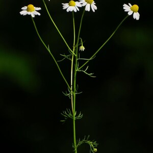 Puede incluir: Una planta de manzanilla con un tallo verde delgado, hojas finas y plumosas, y cinco cabezas florales. Cada flor presenta un disco central amarillo brillante y redondeado, rodeado por una corona de p&eacute;talos blancos, delicados y alargados.