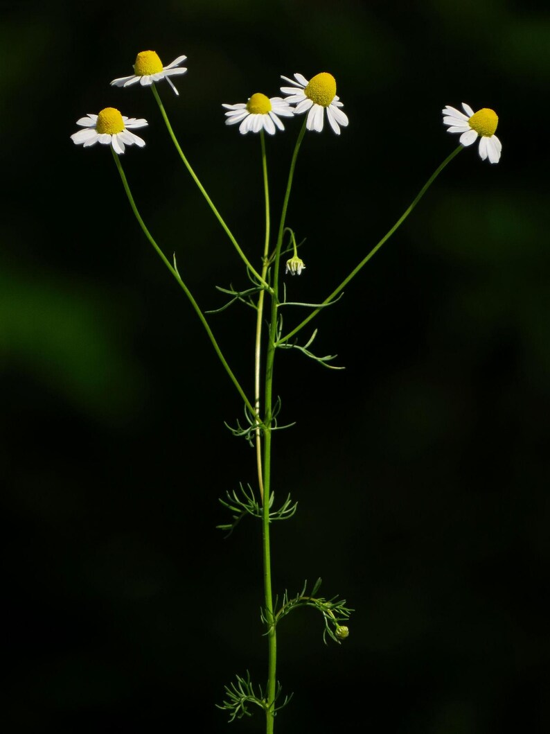 Puede incluir: Una planta de manzanilla con un tallo verde delgado, hojas finas y plumosas, y cinco cabezas florales. Cada flor presenta un disco central amarillo brillante y redondeado, rodeado por una corona de p&eacute;talos blancos, delicados y alargados.