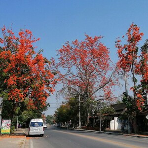 10-20 Flame of the Forest Seeds, Butea Monosperma, Palash, Bastard Teak, Parrot Tree, Bengal Kino, Tropical Flowering Tree Seeds image 8
