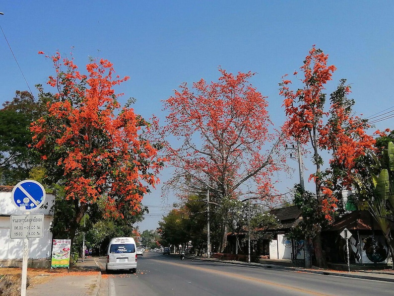 10-20 Flame of the Forest Seeds, Butea Monosperma, Palash, Bastard Teak, Parrot Tree, Bengal Kino, Tropical Flowering Tree Seeds image 8