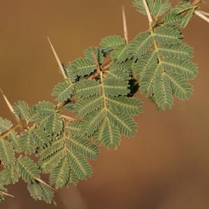 K&ouml;nnte beinhalten: Ein Zweig eines Akazienbaums mit gefiederten, feinen gr&uuml;nen Bl&auml;ttern, die paarweise entlang des St&auml;ngels angeordnet sind. Lange, spitze, helle Dornen ragen aus dem holzigen Zweig hervor und befinden sich zwischen den B&uuml;scheln kleiner, ovaler Bl&auml;ttchen.