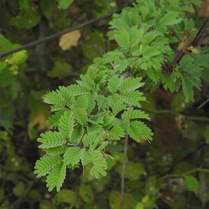 Puede incluir: Una rama de planta con peque&ntilde;as hojas pinnadas de color verde brillante dispuestas en pares a lo largo de un tallo central. El tallo es le&ntilde;oso y marr&oacute;n, con espinas afiladas de color oscuro que sobresalen de los nudos donde se unen las hojas.
