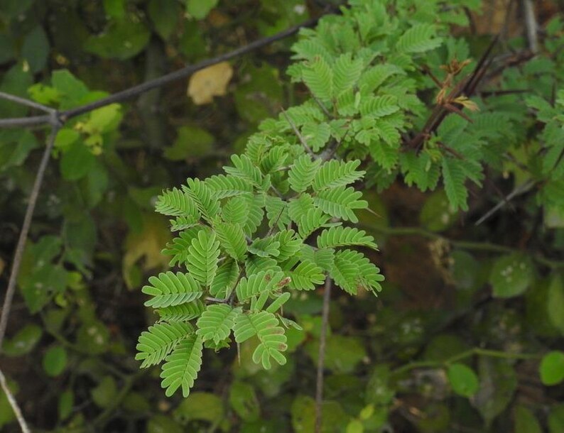 Puede incluir: Una rama de planta con peque&ntilde;as hojas pinnadas de color verde brillante dispuestas en pares a lo largo de un tallo central. El tallo es le&ntilde;oso y marr&oacute;n, con espinas afiladas de color oscuro que sobresalen de los nudos donde se unen las hojas.