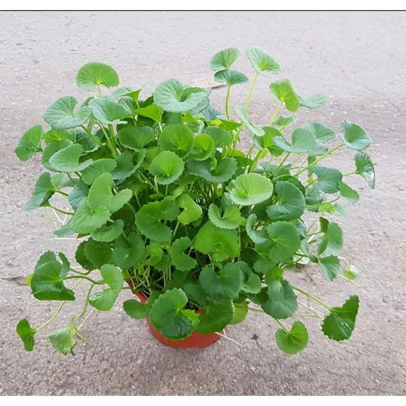 Puede incluir: Una frondosa planta de Centella asiatica con numerosas hojas de color verde vibrante en forma de ri&ntilde;&oacute;n que crecen sobre tallos delgados. La planta est&aacute; contenida en una peque&ntilde;a maceta redonda de color naranja s&oacute;lido y denso follaje.