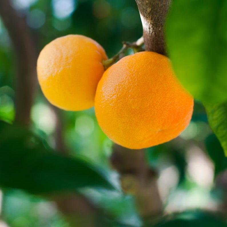 10+ Sweet Orange Seeds, Citrus sinensis, Citrus Tree image 7
