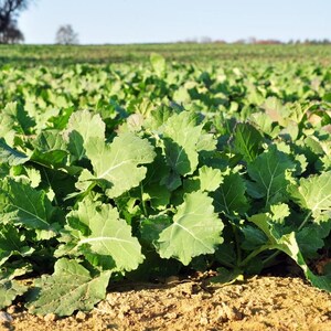 コールラビ（Brassica oleracea、ドイツカブ、根菜）の種100粒以上 画像 8