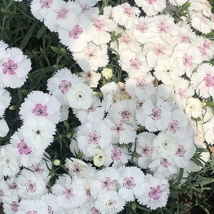 K&ouml;nnte beinhalten: Eine dichte Ansammlung von Dianthus-Bl&uuml;ten mit wei&szlig;en, gezackten Bl&uuml;tenbl&auml;ttern und einer leuchtend rosa Mitte. Die Bl&uuml;ten sind in einer engen Gruppe angeordnet und zeigen ihre zarte, gefranste Textur und das kontrastierende Farbmuster vor gr&uuml;nem Laub.