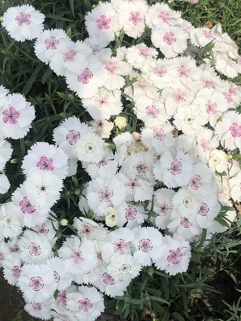 K&ouml;nnte beinhalten: Eine dichte Ansammlung von Dianthus-Bl&uuml;ten mit wei&szlig;en, gezackten Bl&uuml;tenbl&auml;ttern und einer leuchtend rosa Mitte. Die Bl&uuml;ten sind in einer engen Gruppe angeordnet und zeigen ihre zarte, gefranste Textur und das kontrastierende Farbmuster vor gr&uuml;nem Laub.