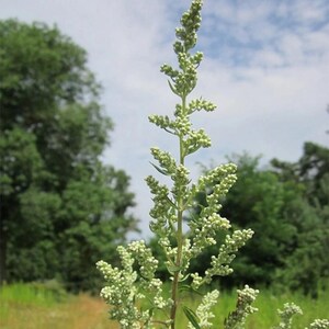 Über 200 Samen des Gemeinen Beifußes (Artemisia vulgaris), einer wilden, aromatischen Pflanze Bild 10